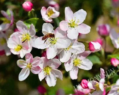 apple flower